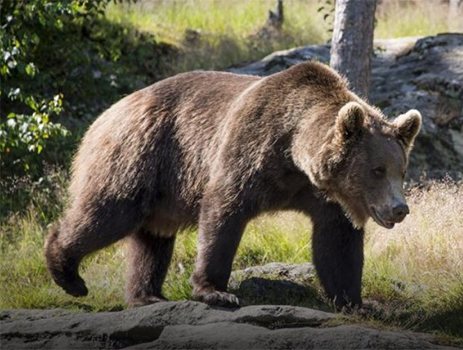 НТИ: Карта той пасти: в слюне таежного медведя нашли антибиотик